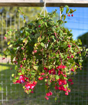 Fuchsia Hanging Basket