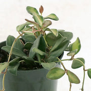 Fuzzy Hoya 'DS 70'