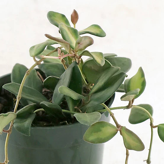 Fuzzy Hoya 'DS 70'