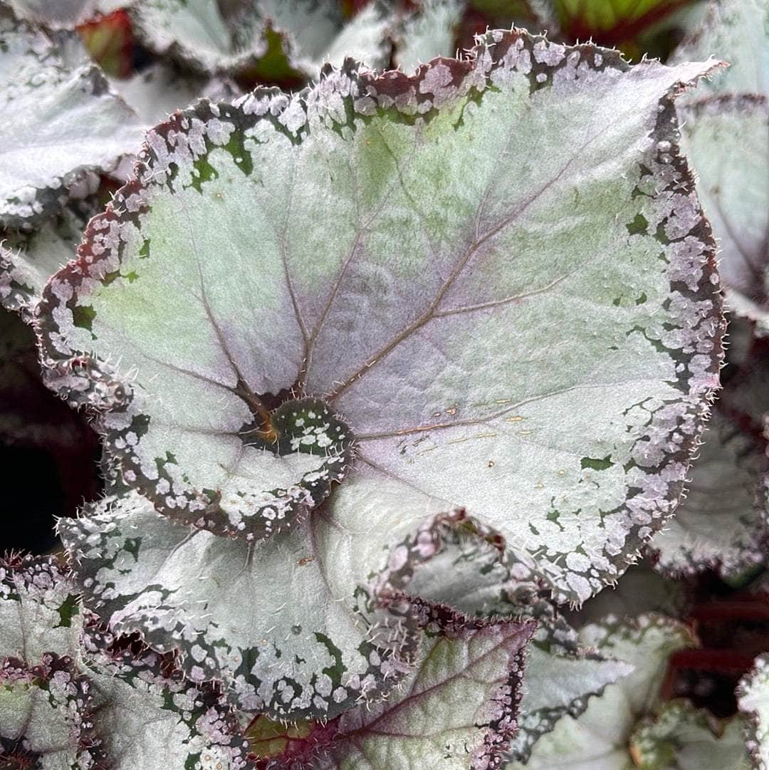 Rex Begonia Hybrid "Jurassic Jr™ Arctic Twist"