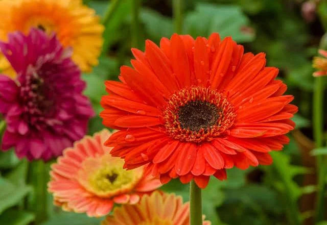 Transvaal "Gerber Daisy"
