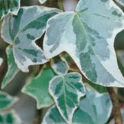 Hedera Helix "Glacier Ivy"