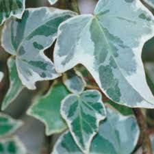 Hedera Helix "Glacier Ivy"