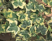 Hedera Helix "Golden Ingot Ivy"