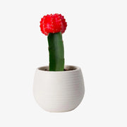 Grafted Cactus