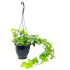 Hedera helix-(English Ivy)