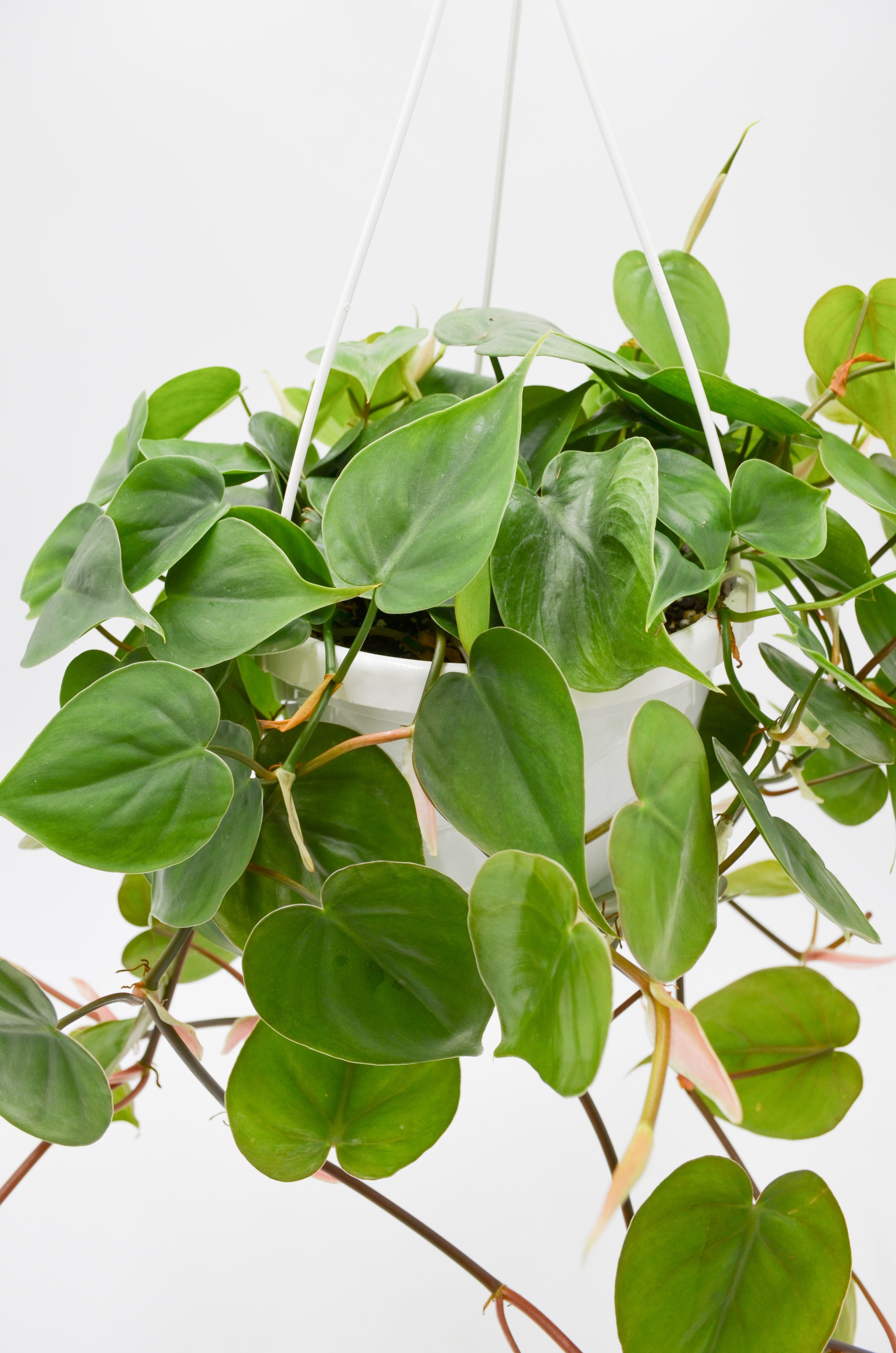 Heart Leaf Philodendron (Hederaceum)