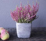 Heather (Calluna)