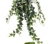 Hedera helix Hybrid "Shamrock"