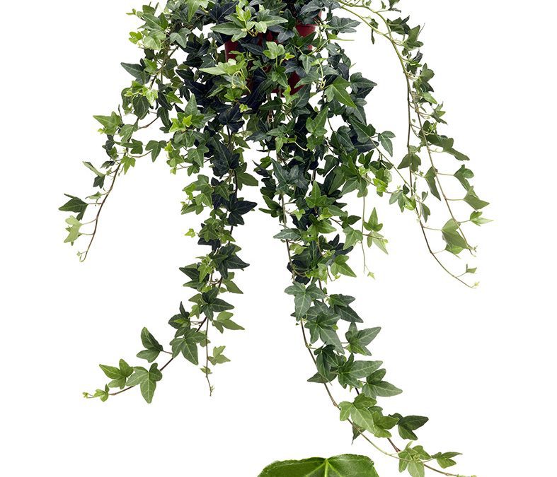 Hedera helix Hybrid "Shamrock"
