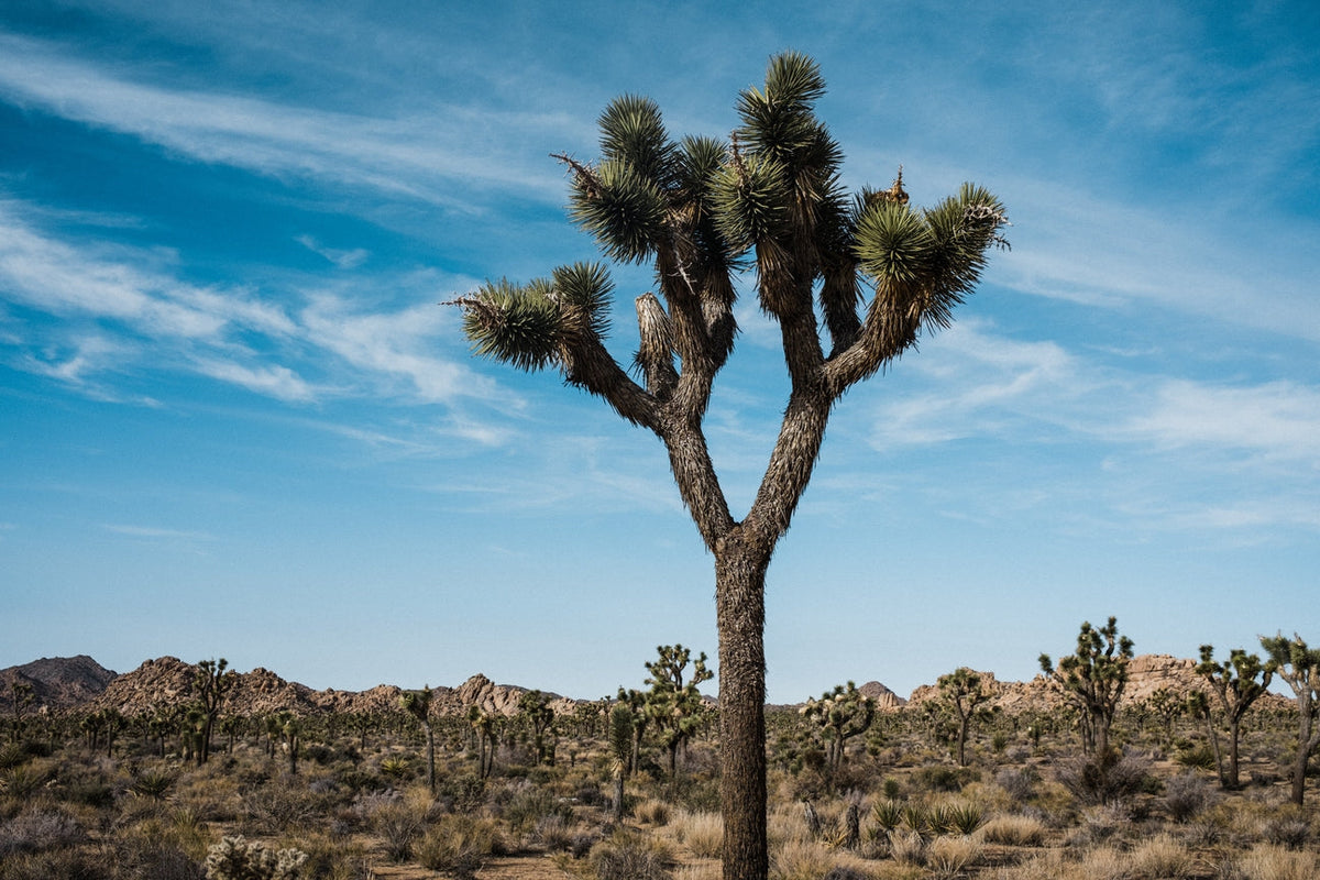 Joshua Tree  Seed Grow Kit