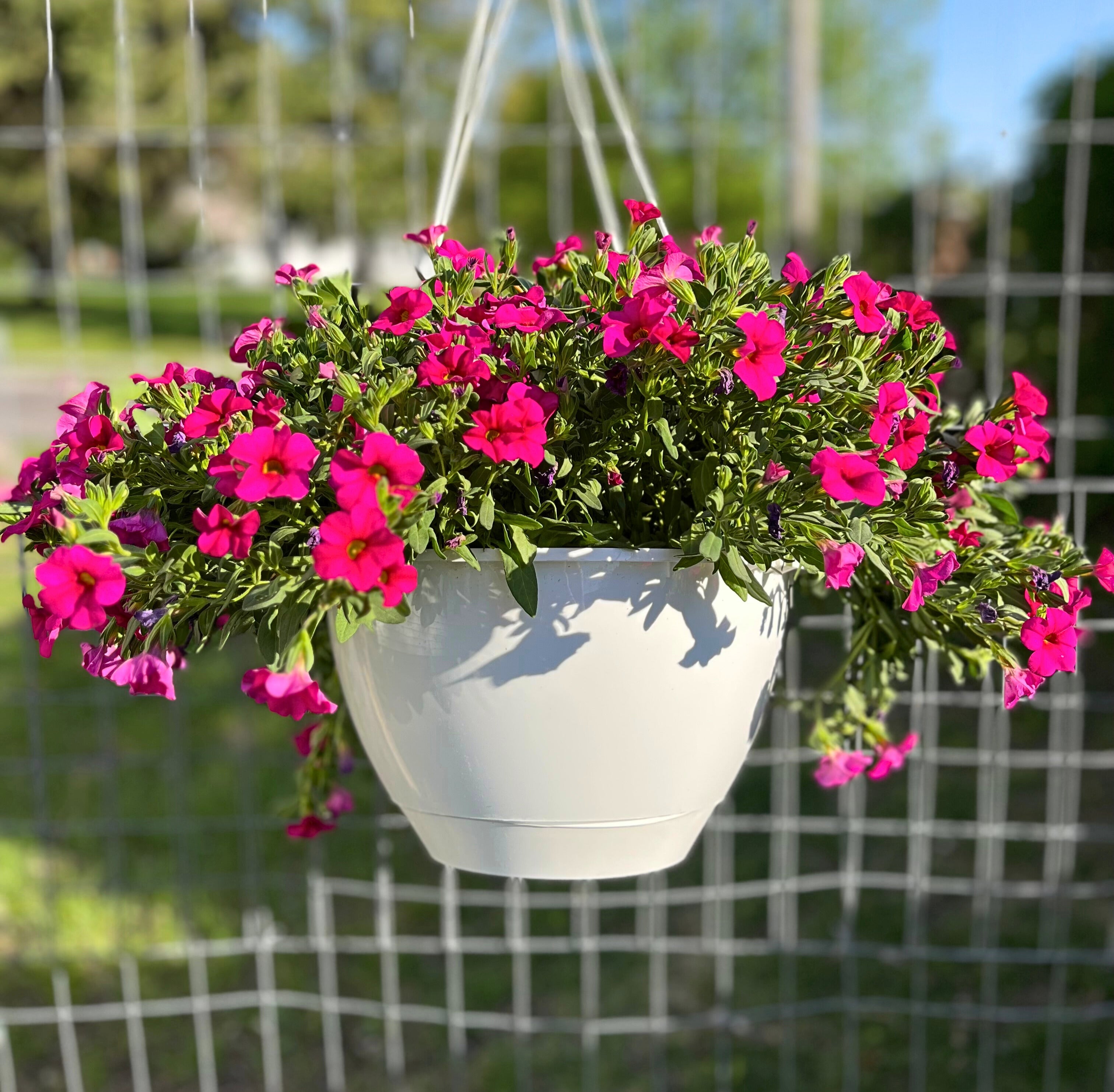 Million Bells Hanging Basket