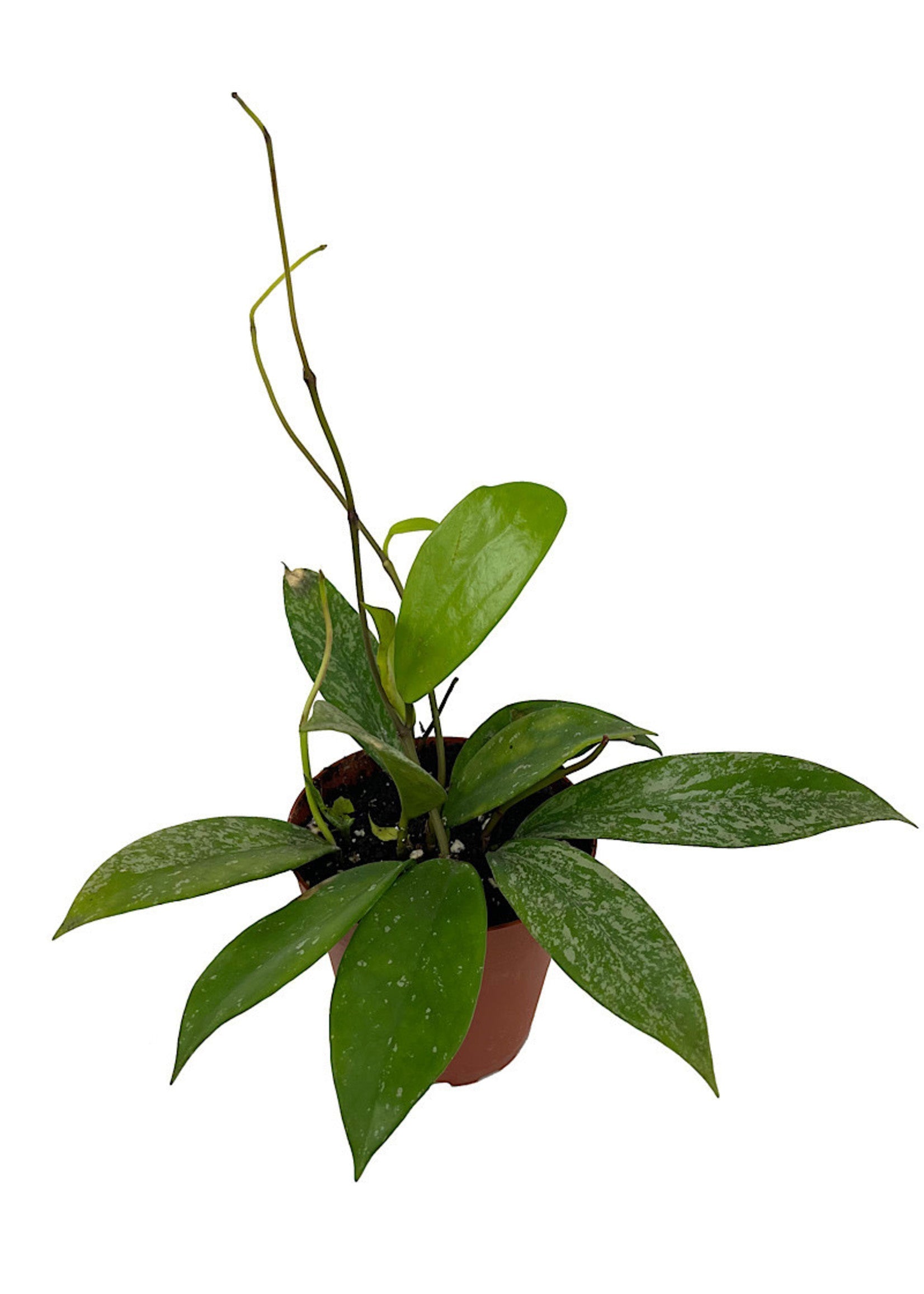 Hoya Pubicalyx