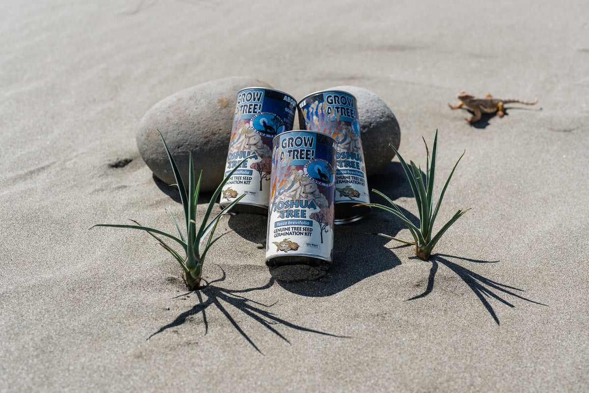 Joshua Tree  Seed Grow Kit