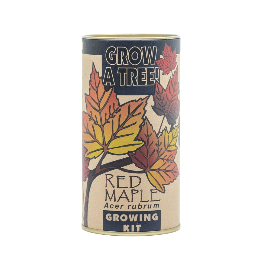 Red Maple Tree  Seed Grow Kit