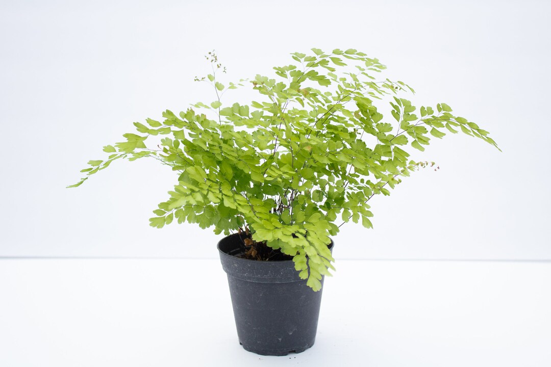 Adiantum Capillus-Veneris (Southern Maidenhair Fern)