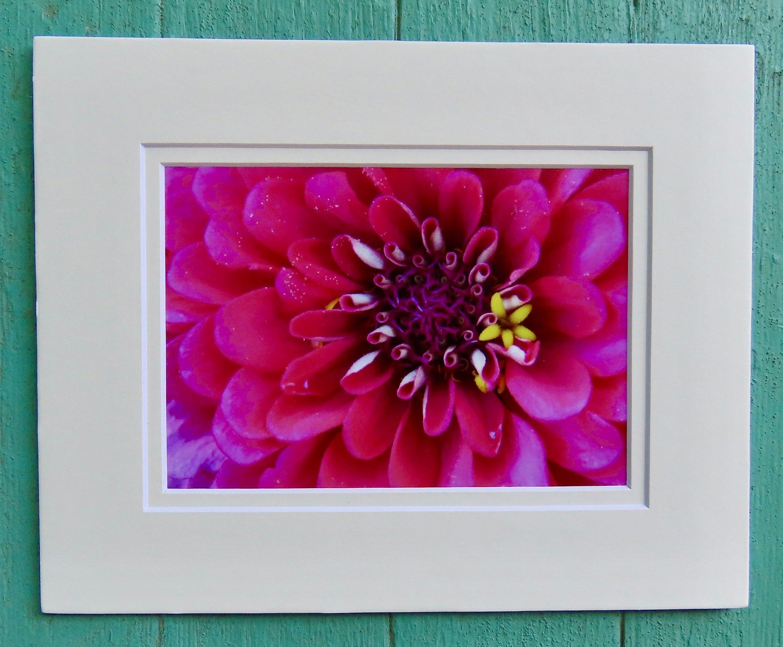 Matted Photos - Zinnia