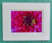 Matted Photos - Zinnia