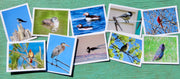 Greeting Cards, 10 Vermont greeting cards in each set - Birds
