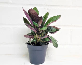 Purple Waffle Plant (Hemigraphis alternata)