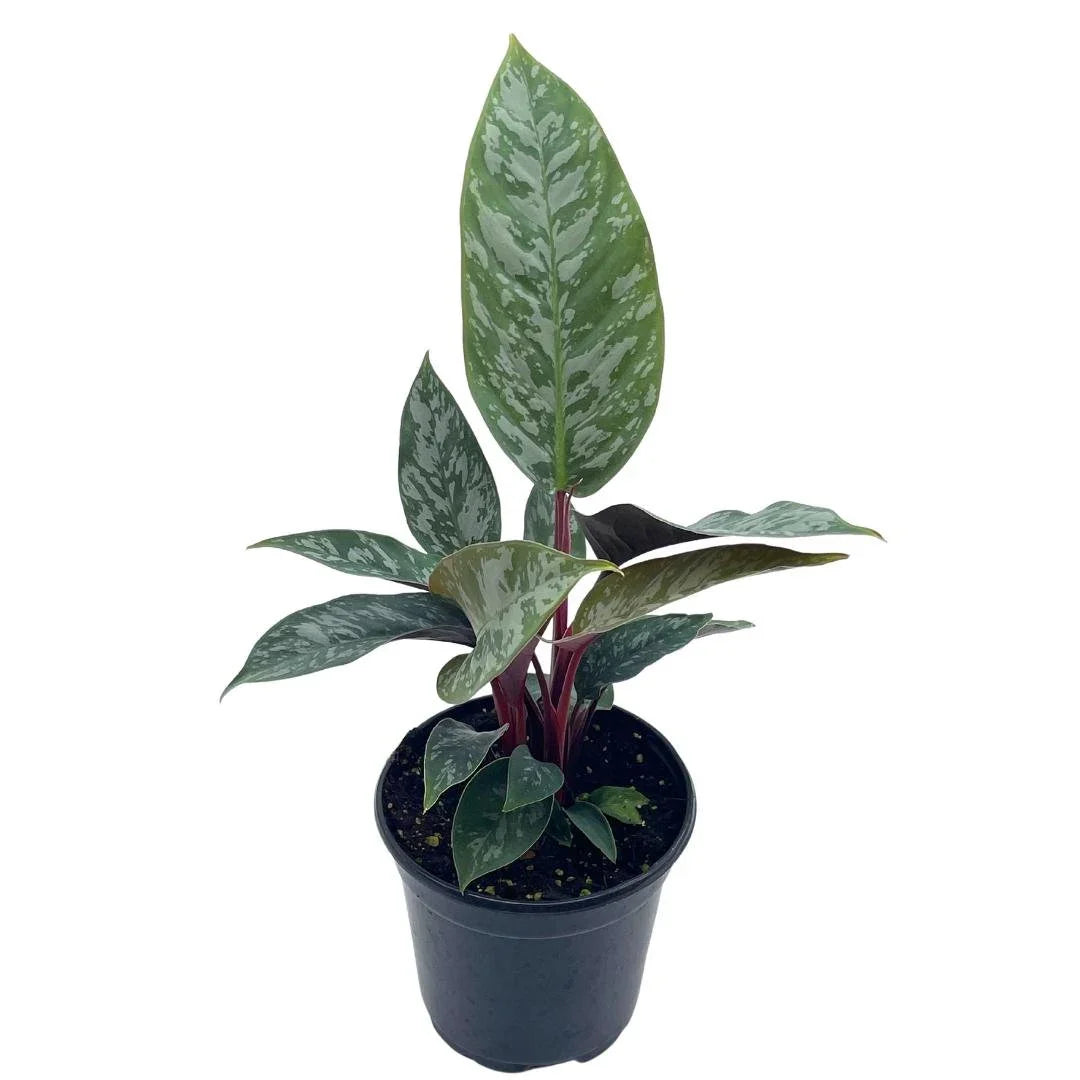 Apoballis 'Lavallaei'