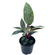 Apoballis 'Lavallaei'