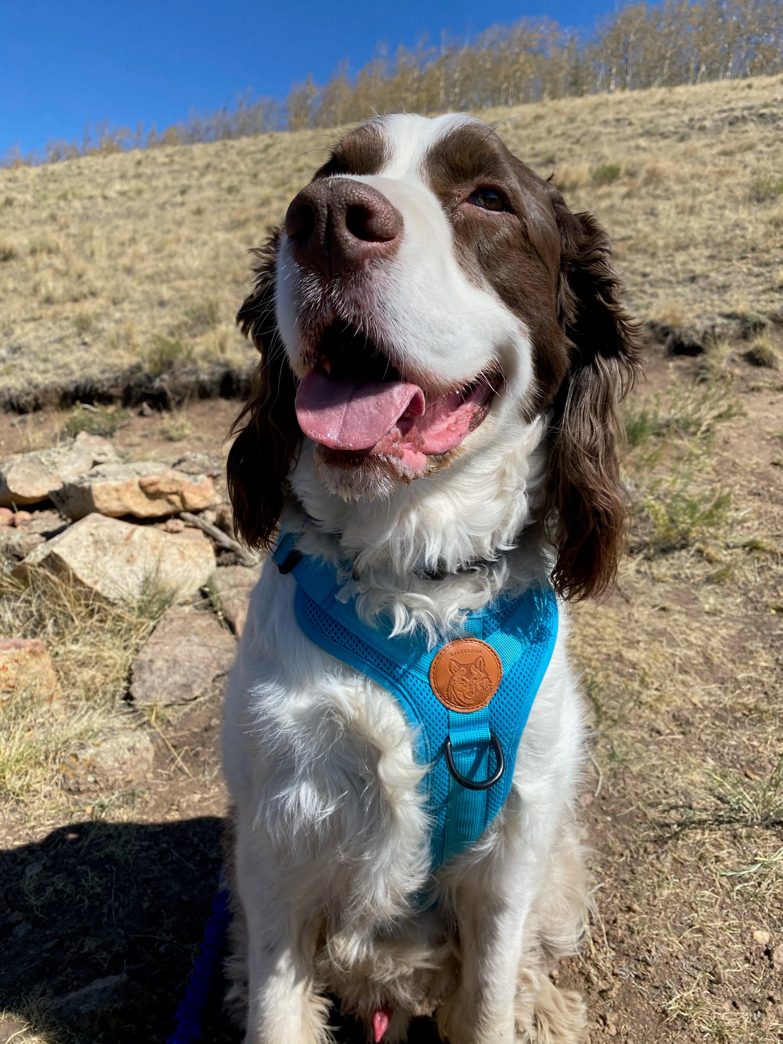 Wilderdog Adventure Harness