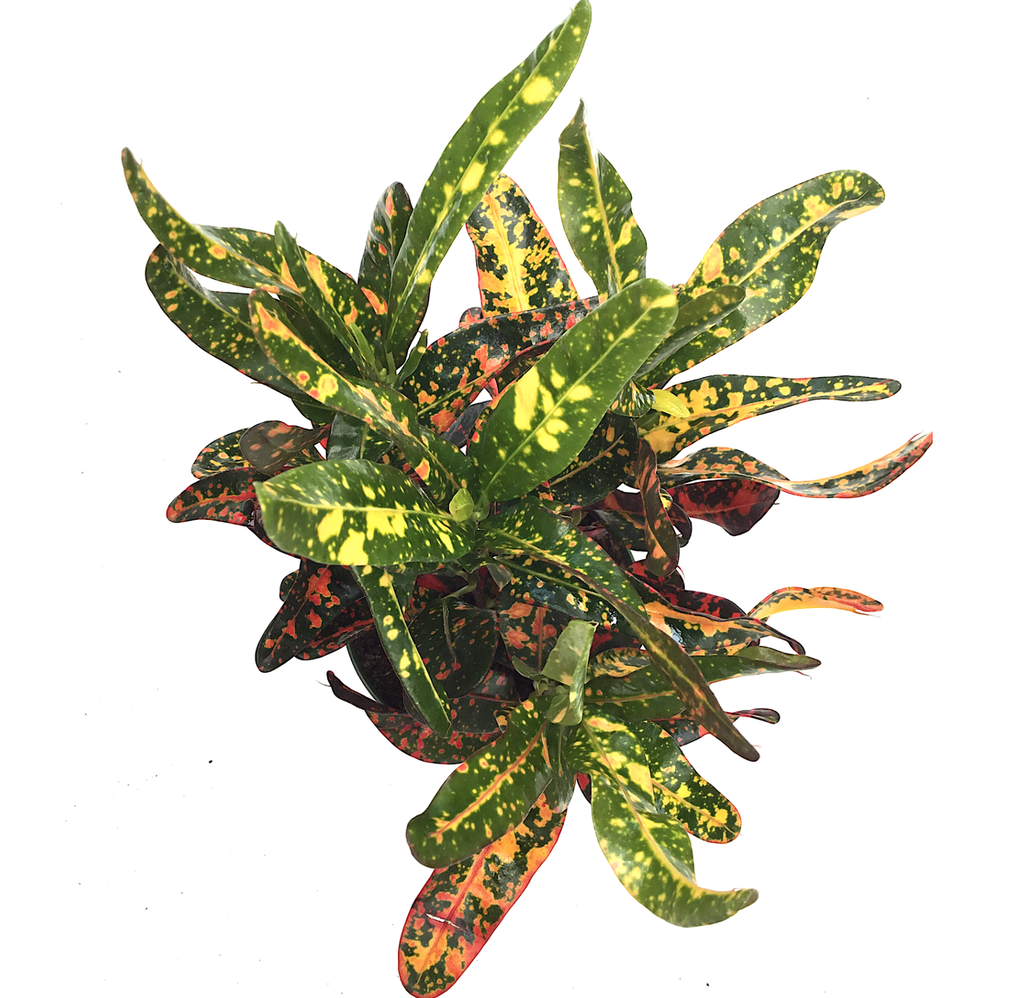 Croton "Bush on Fire"