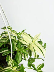 Tradescantia "Yellow Zebra" (Tradescantia zebrina)