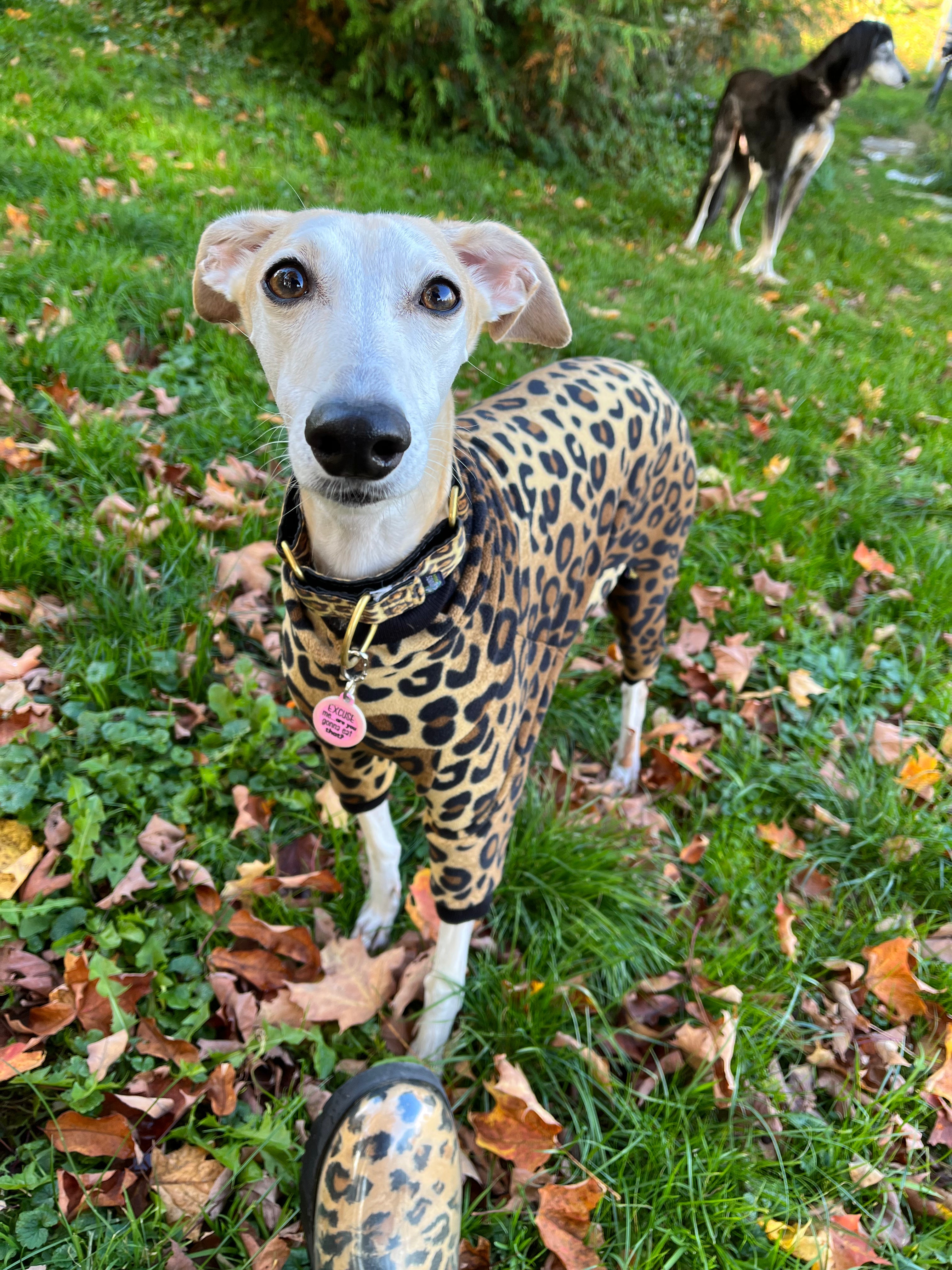 GoldPaw Signature Suit/ Onesie