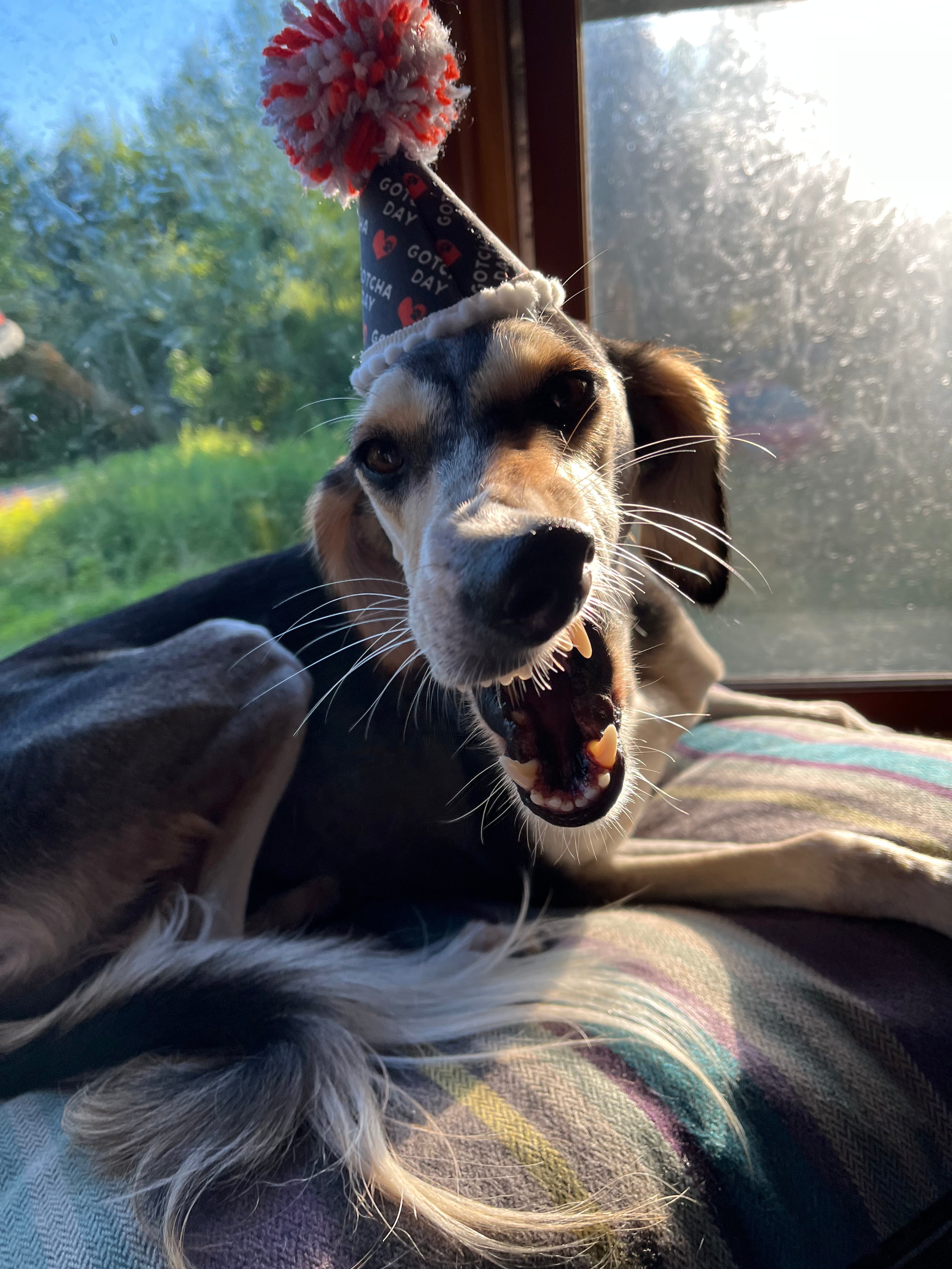 Pup Party Hat