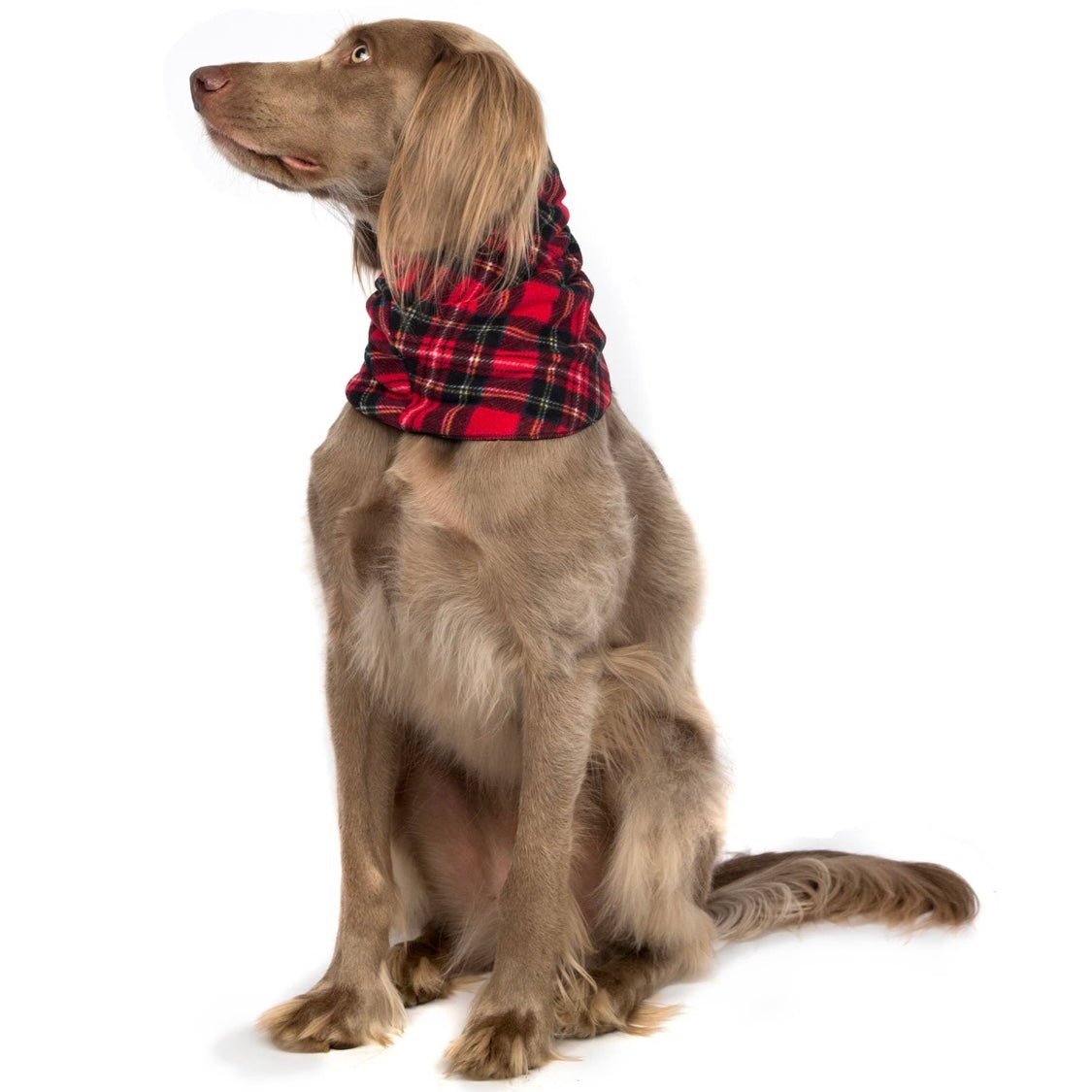 GoldPaw Snood - Fleece version