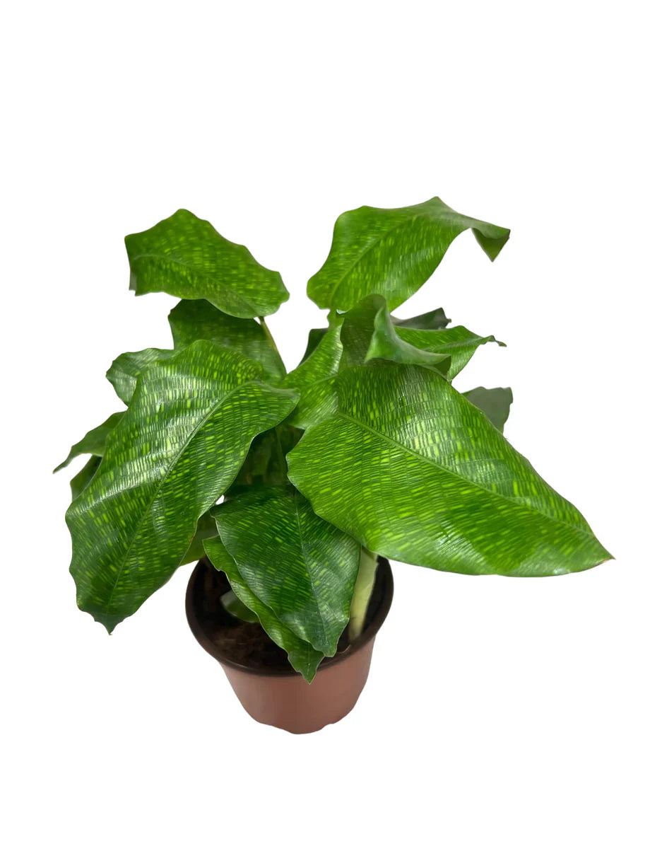 Calathea Musaica