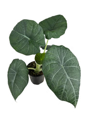 Alocasia "Maharani"