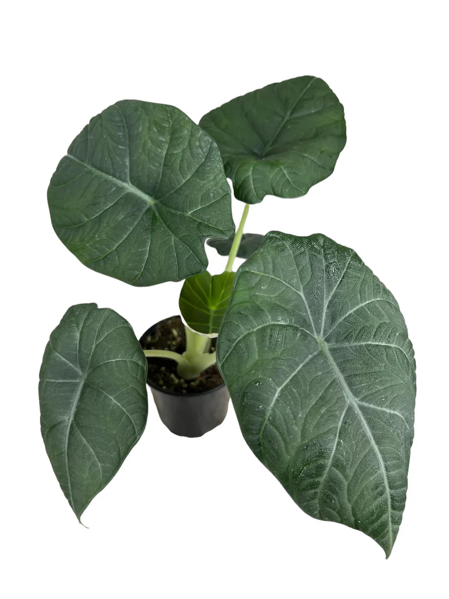 Alocasia "Maharani"