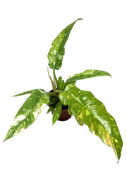 Philodendron Ring of Fire