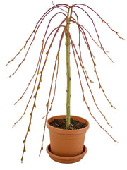 Salix Caprea Pendula "Pussy Willow"