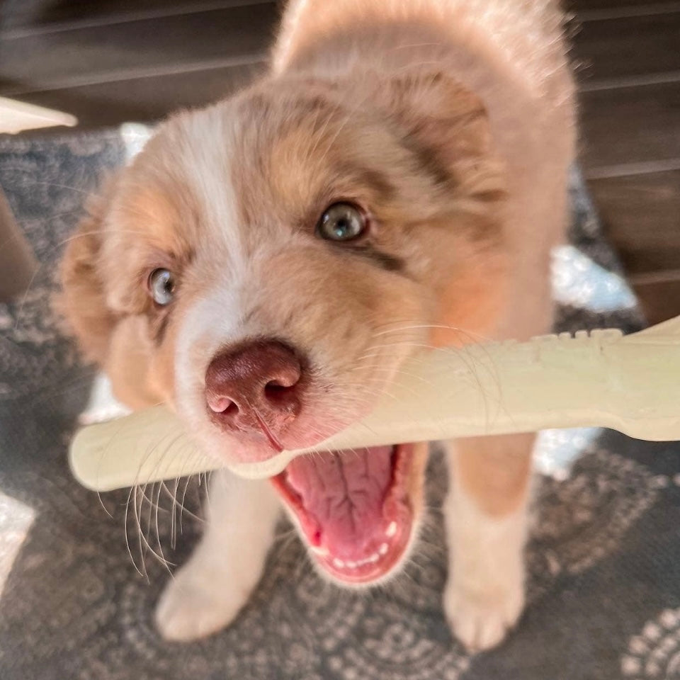 Spunky Pup Fetch and Glow Stick