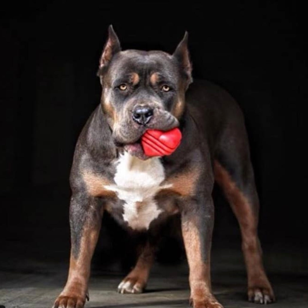 SodaPup MKB Heart on a String