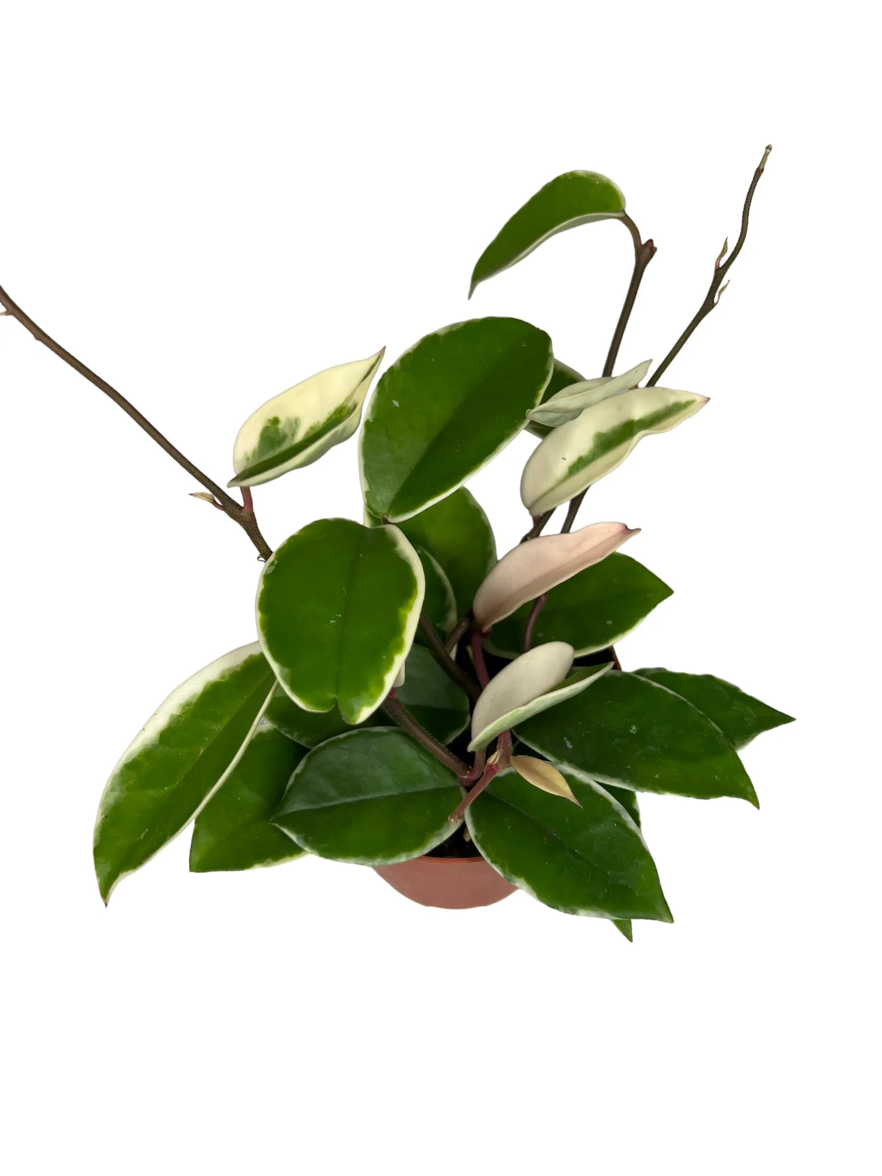 Hoya Krimson Queen