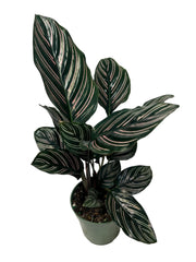 Calathea Ornata