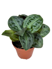Seersucker plant (Geogenanthus poeppigii)