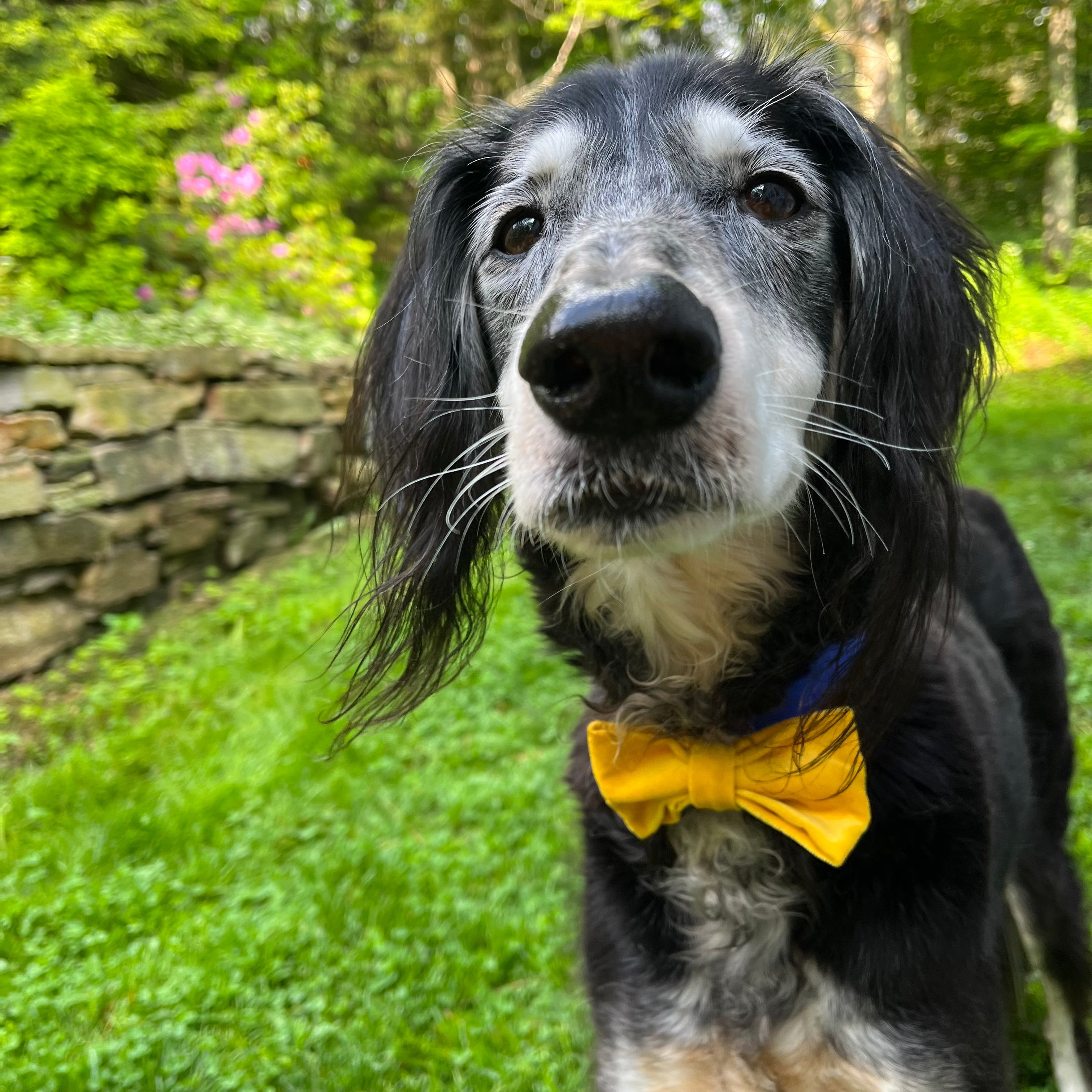 Mimi Green Velveteen Bow Tie