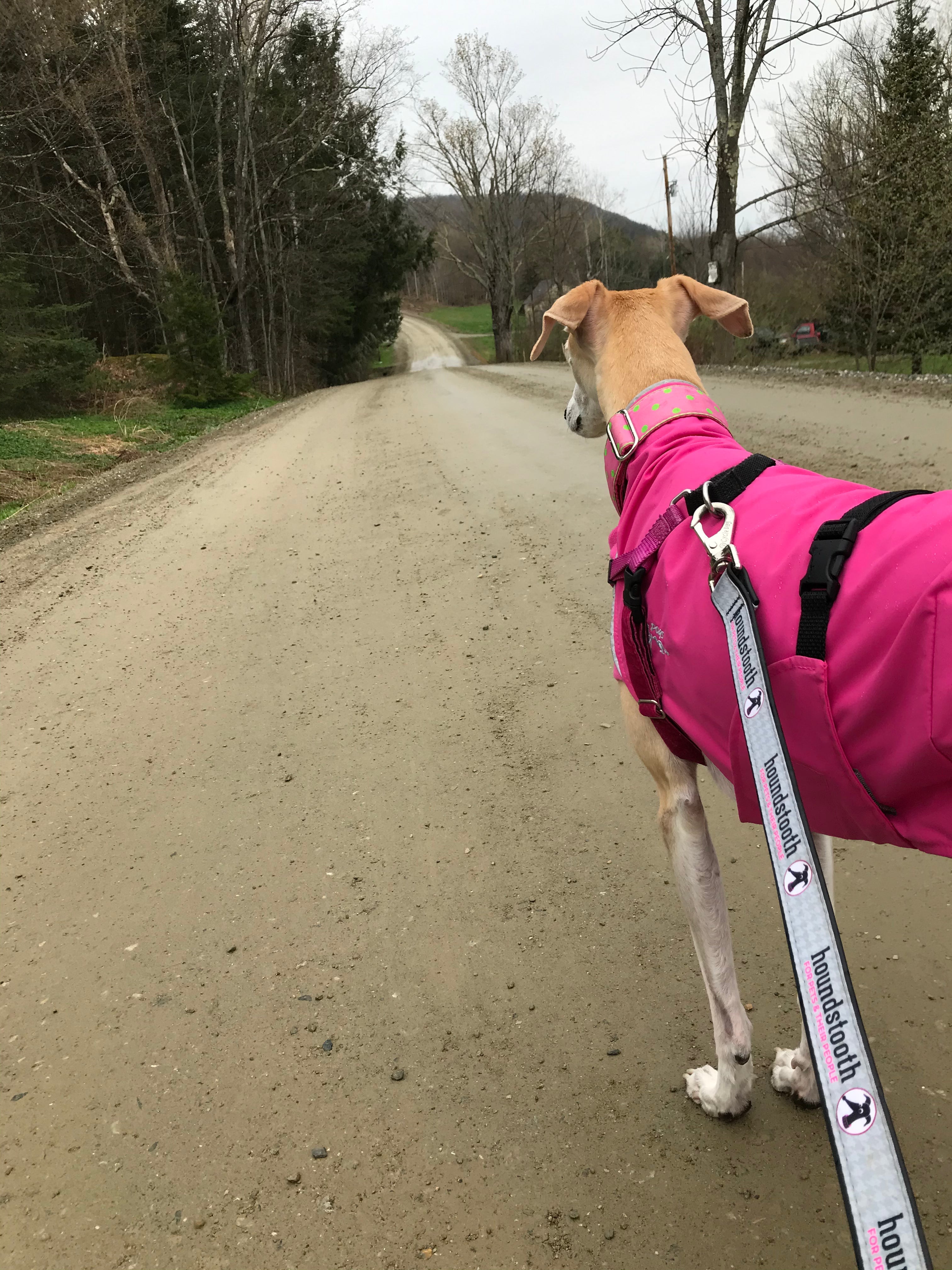 6' Houndstooth Leash