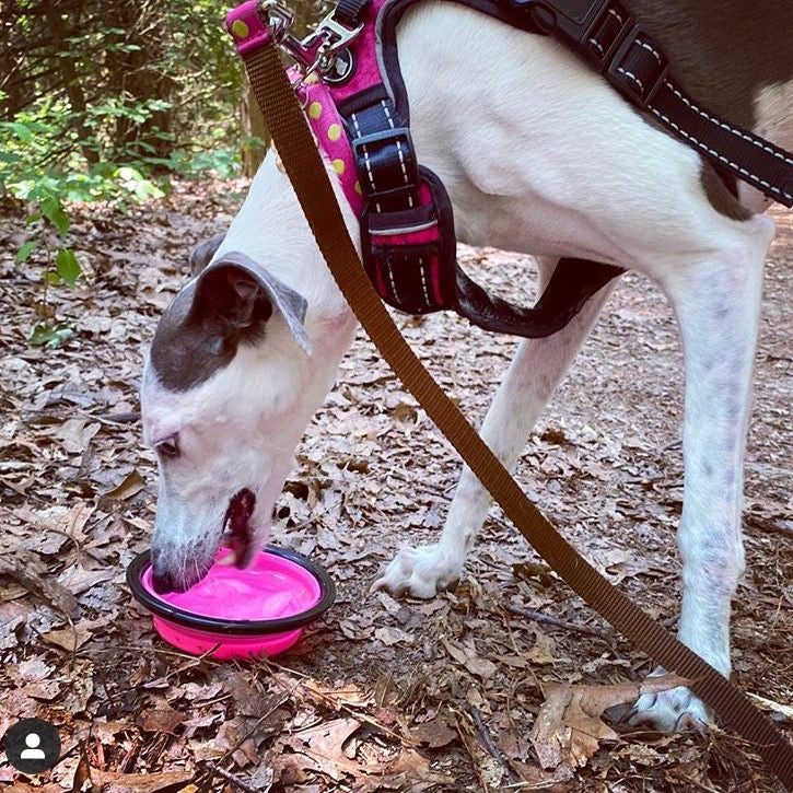 Houndstooth Travel Bowl