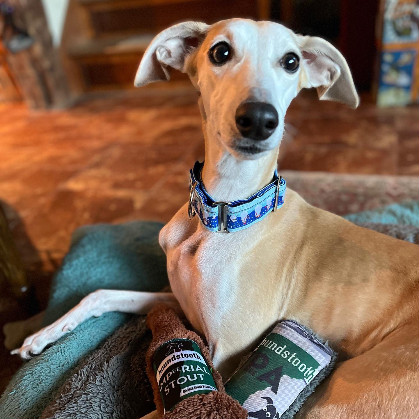 Houndstooth Duraplush IPA