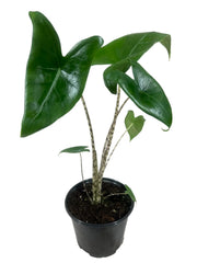 Alocasia zebrina