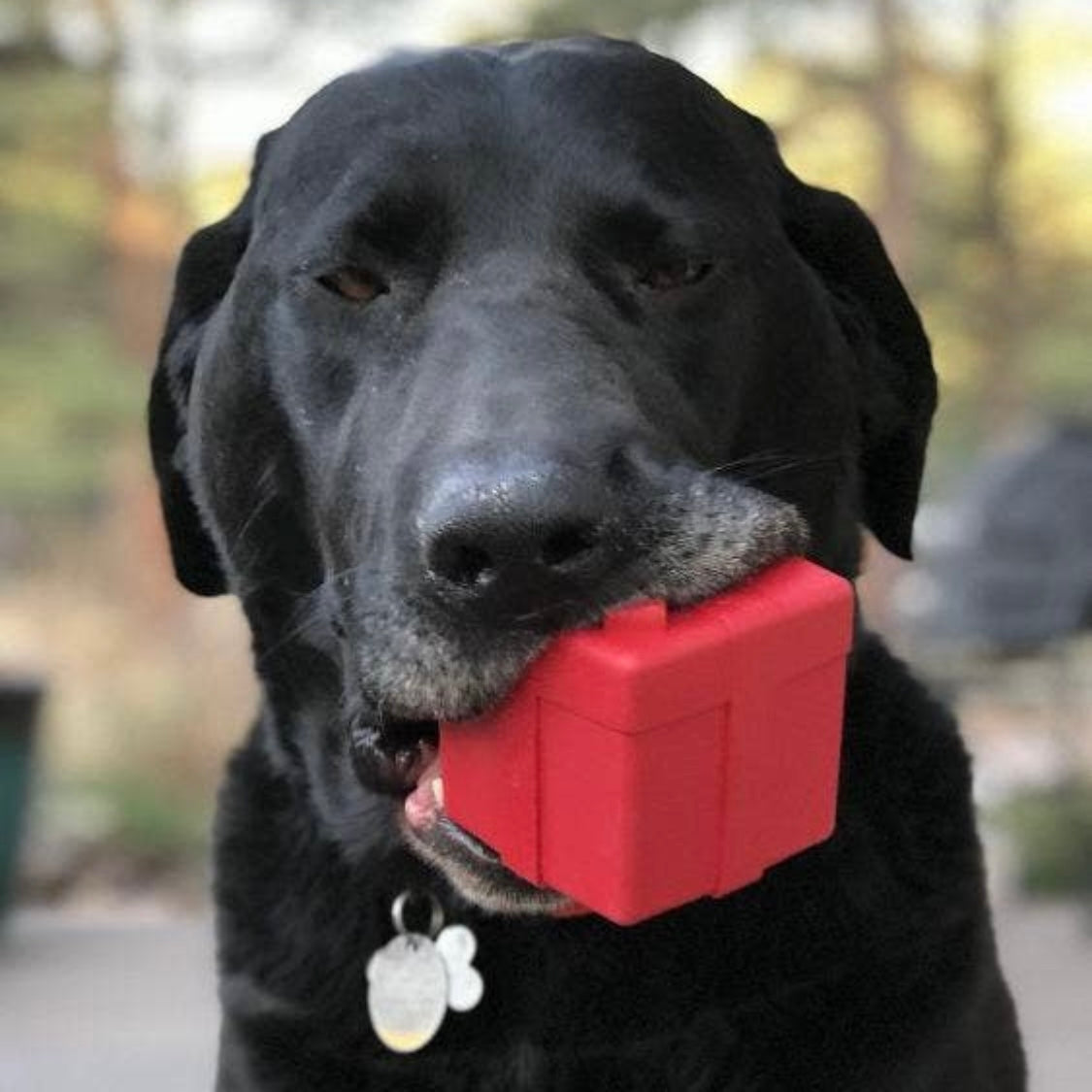 SodaPup Gift Box Treat Dispenser Chew Toy