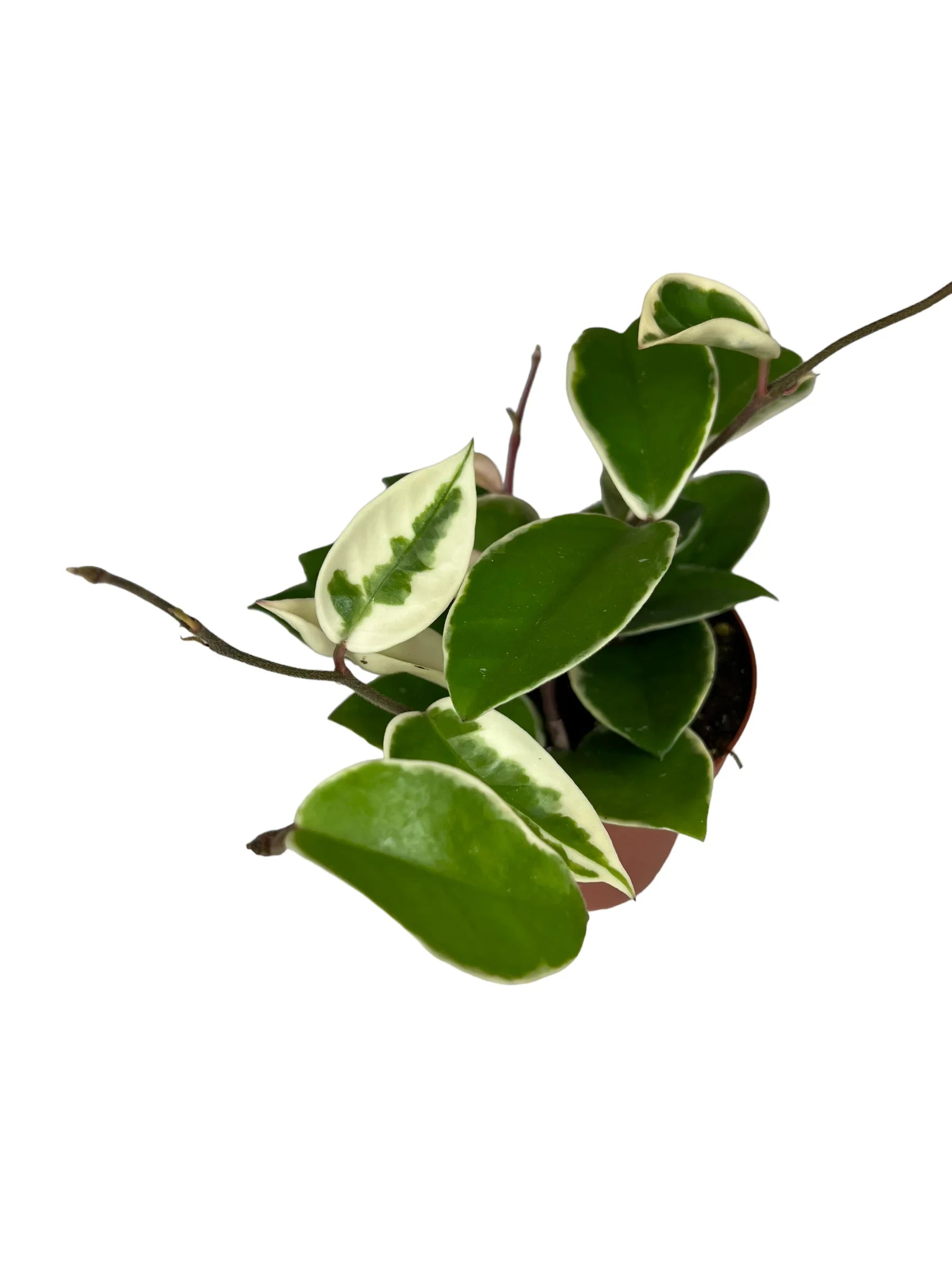 Hoya Krimson Queen