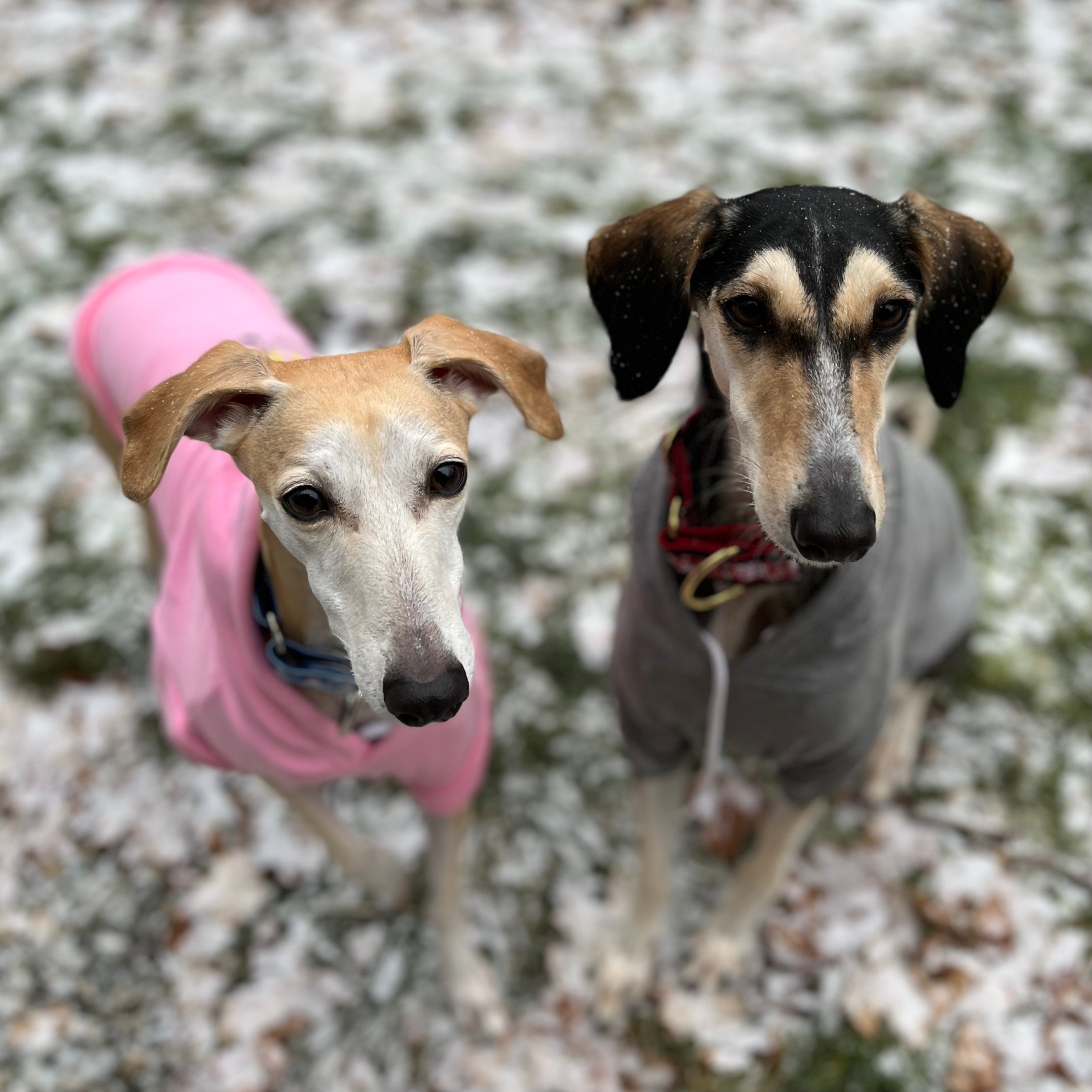 I Came I Sniffed Houndstooth Hoodie